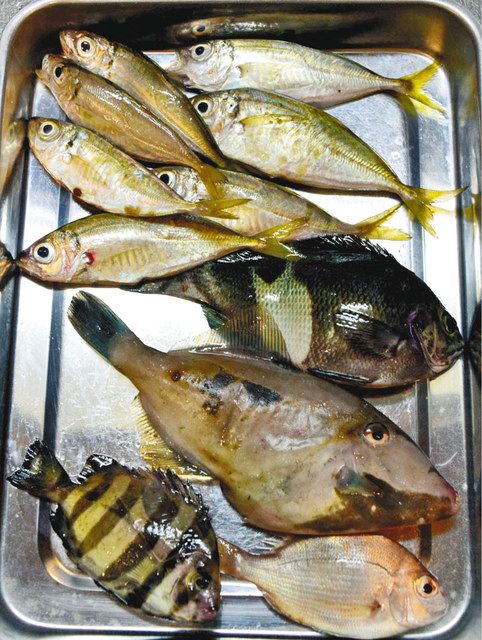 小アジ運動会 富山県 富山新港周辺 釣りニュース 中部 中スポ釣りナビ