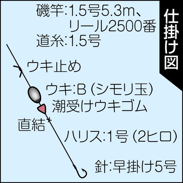 クロダイ的中 福井県 若狭町小川 釣りニュース 中部 中スポ釣りナビ