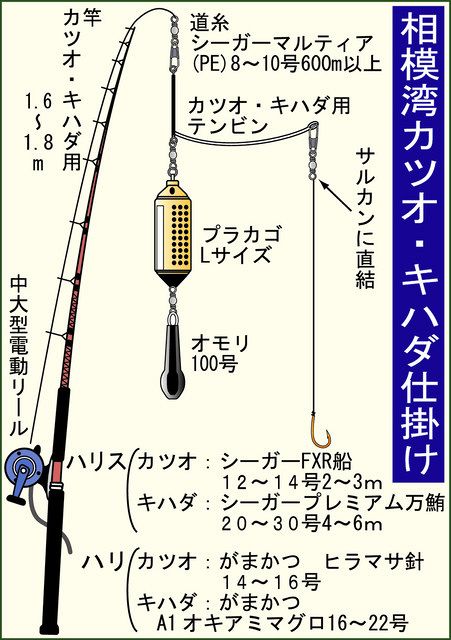 カツオフィーバー ８月最終週に待望開幕 相模湾 釣りニュース 中部 中スポ釣りナビ