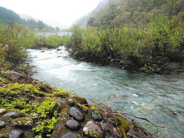 天然アマゴ 岐阜県本巣市 西谷上流 大河原で２２センチ頭９匹 釣りニュース 中部 中スポ釣りナビ